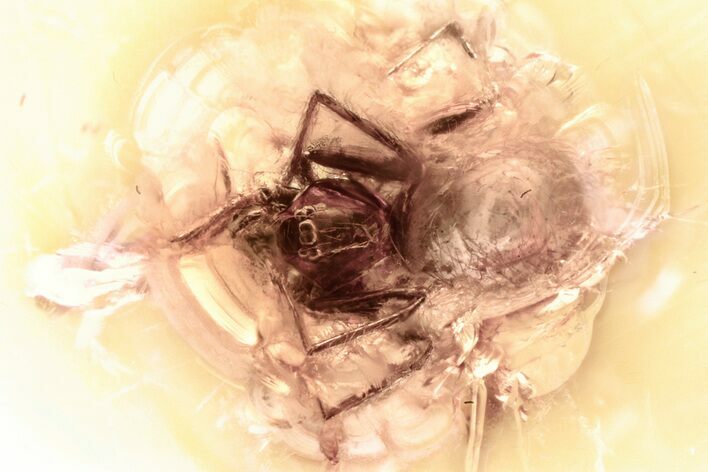 Detailed Fossil Spider (Araneae) In Baltic Amber #352848